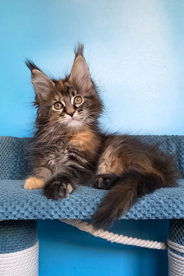Simona | Maine Coon Kitten