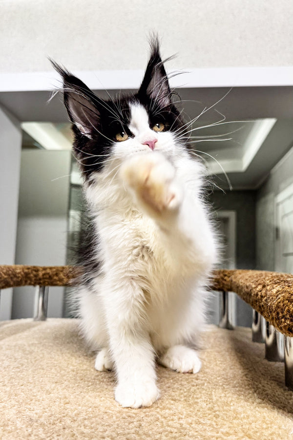 Sinty | Maine Coon Kitten