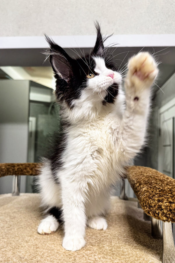 Sinty | Maine Coon Kitten