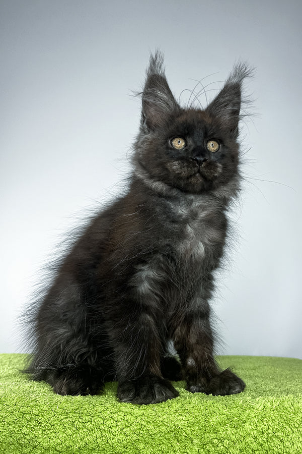 Sirius Black | Maine Coon Kitten