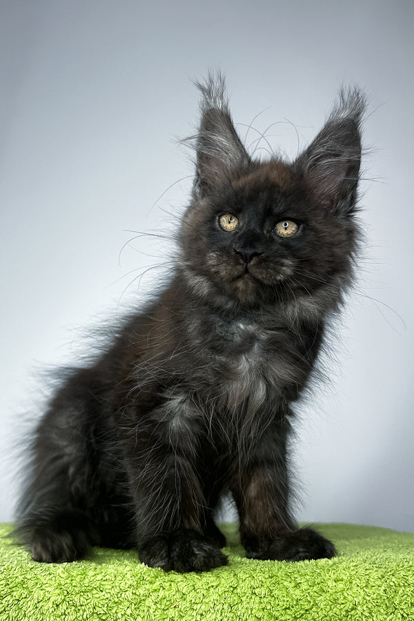 Sirius Black | Maine Coon Kitten