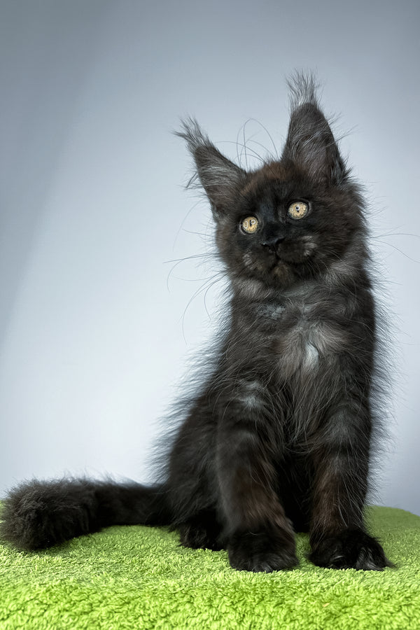Sirius Black | Maine Coon Kitten