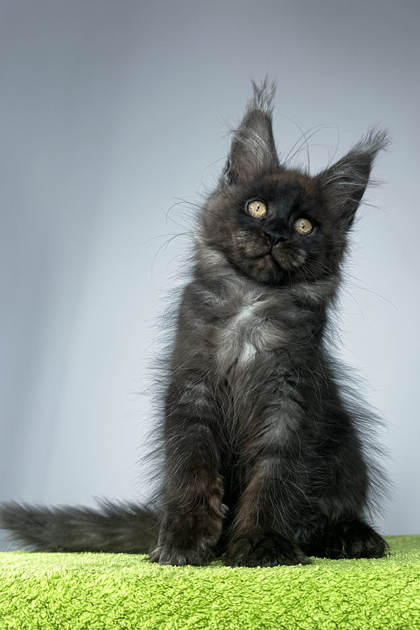 Sirius Black | Maine Coon Kitten