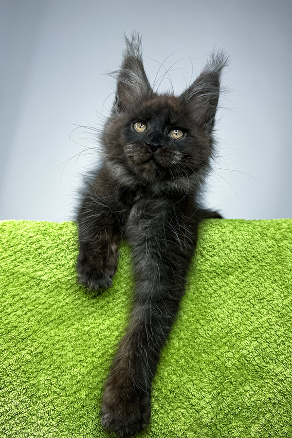 Sirius Black | Maine Coon Kitten