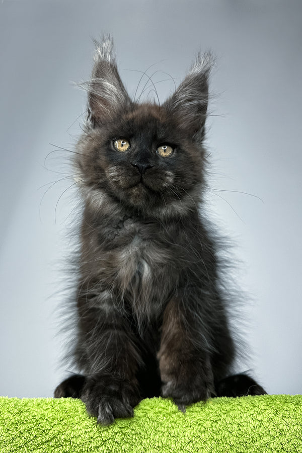 Sirius Black | Maine Coon Kitten