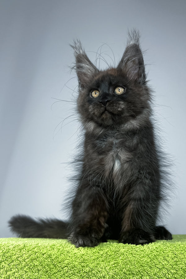 Sirius Black | Maine Coon Kitten