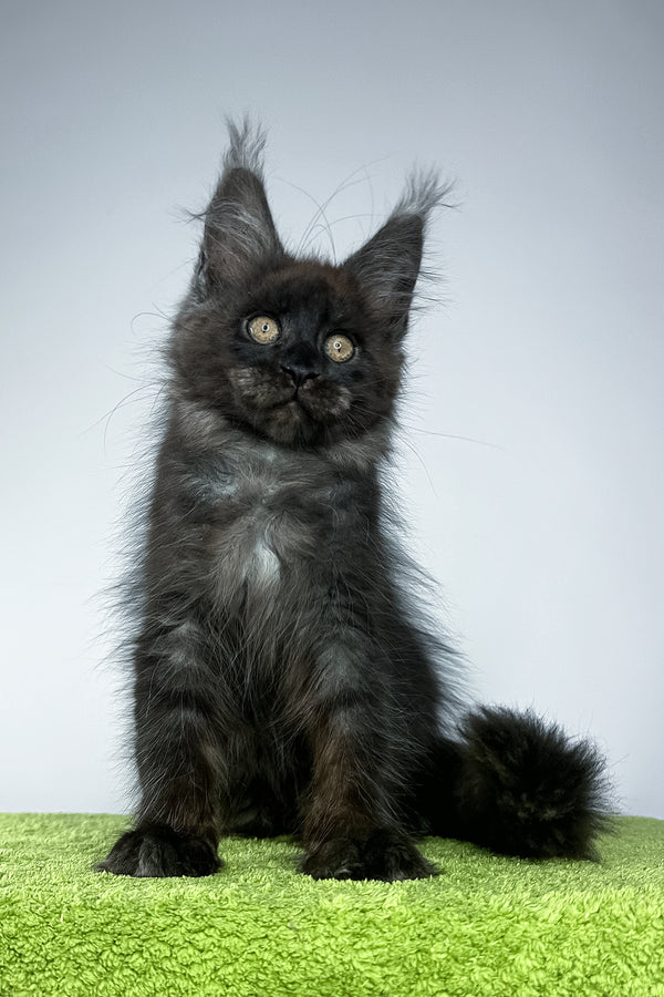 Sirius Black | Maine Coon Kitten