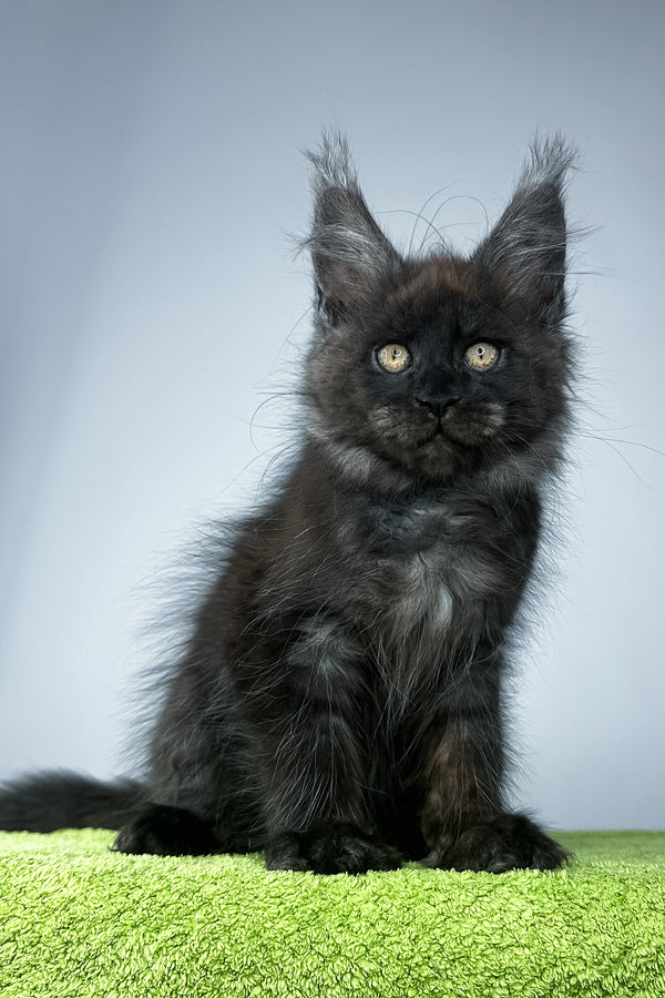 Sirius Black | Maine Coon Kitten