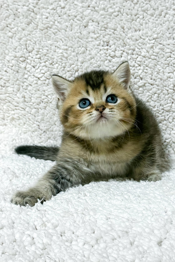 Sirius | Scottish Straight Kitten
