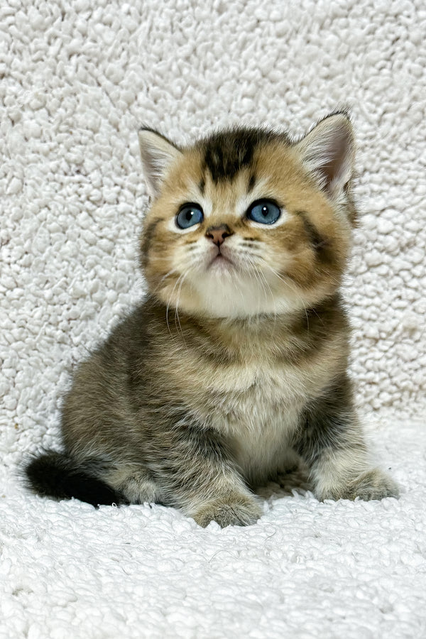 Sirius | Scottish Straight Kitten