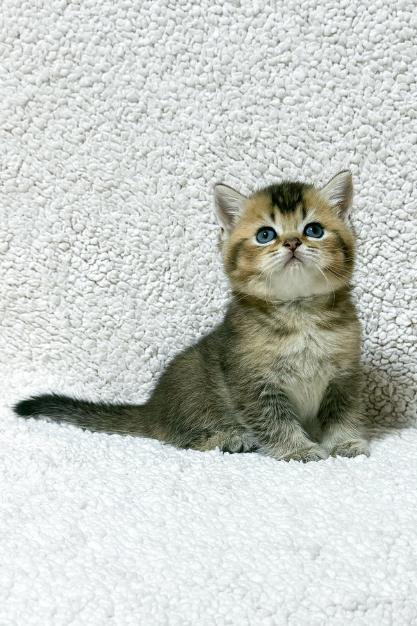 Sirius | Scottish Straight Kitten