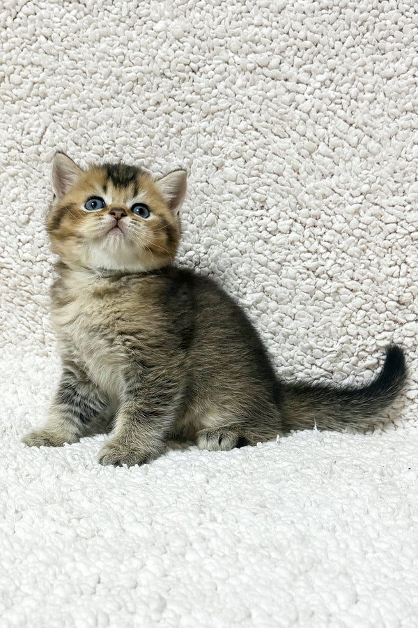 Sirius | Scottish Straight Kitten