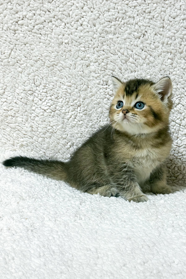 Sirius | Scottish Straight Kitten