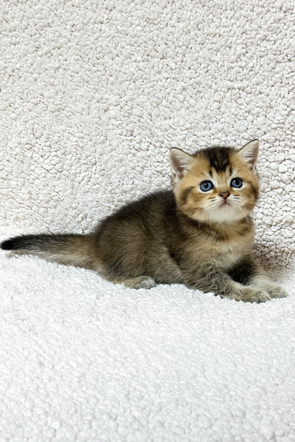 Sirius | Scottish Straight Kitten