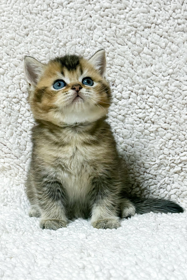 Sirius | Scottish Straight Kitten