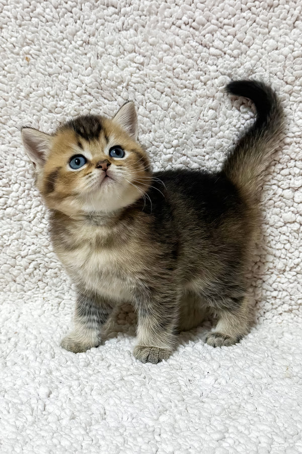 Sirius | Scottish Straight Kitten