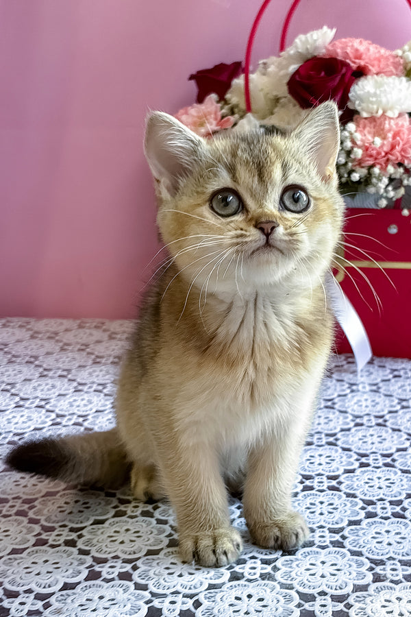 Sisi | British Shorthair Kitten