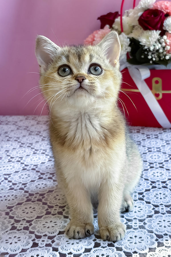 Sisi | British Shorthair Kitten