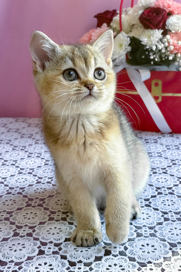 Sisi | British Shorthair Kitten