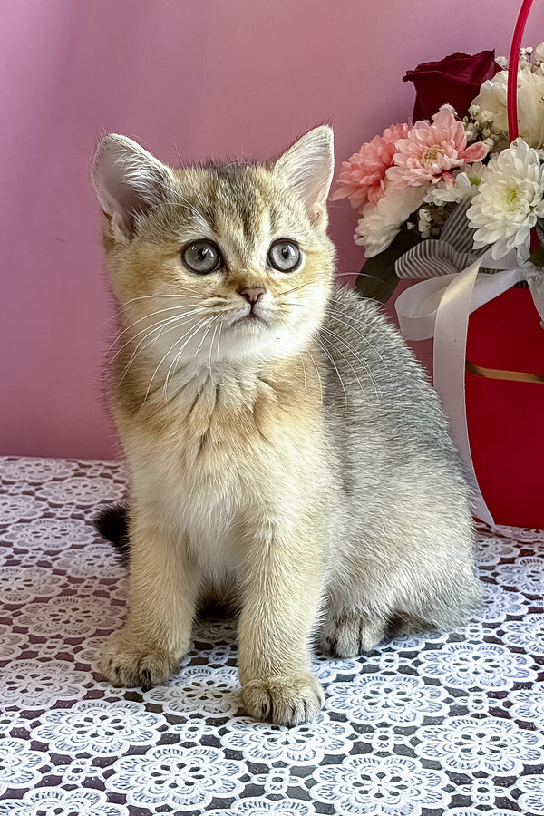 Sisi | British Shorthair Kitten