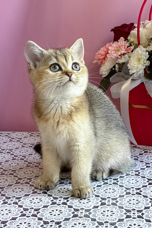 Sisi | British Shorthair Kitten