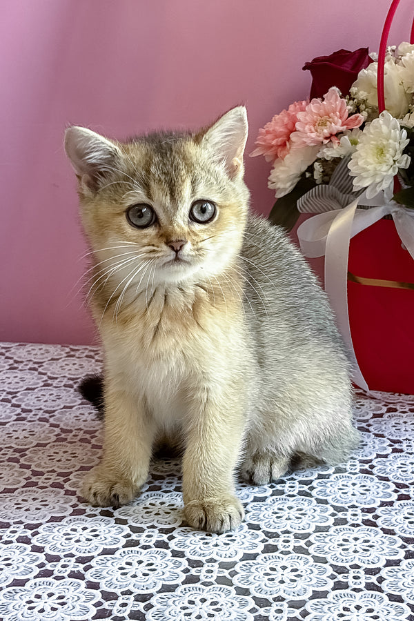 Sisi | British Shorthair Kitten