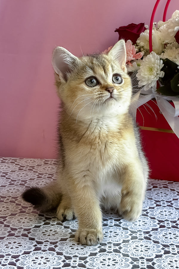 Sisi | British Shorthair Kitten