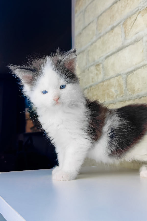 Skyler | Maine Coon Kitten