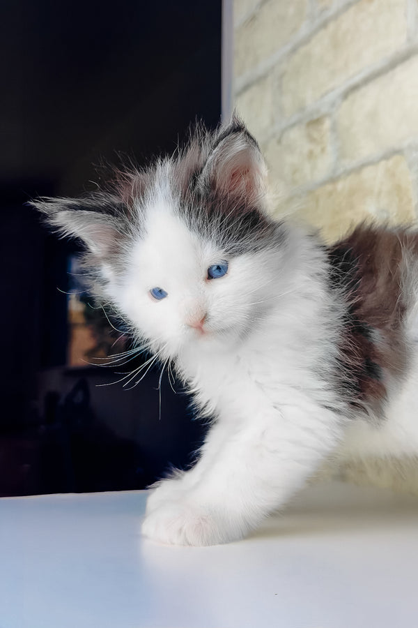 Skyler | Maine Coon Kitten