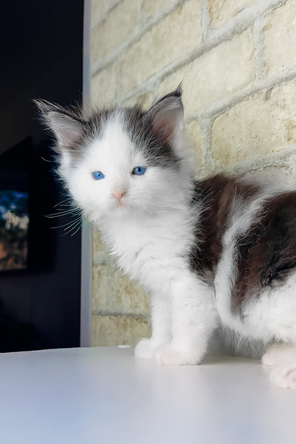 Skyler | Maine Coon Kitten