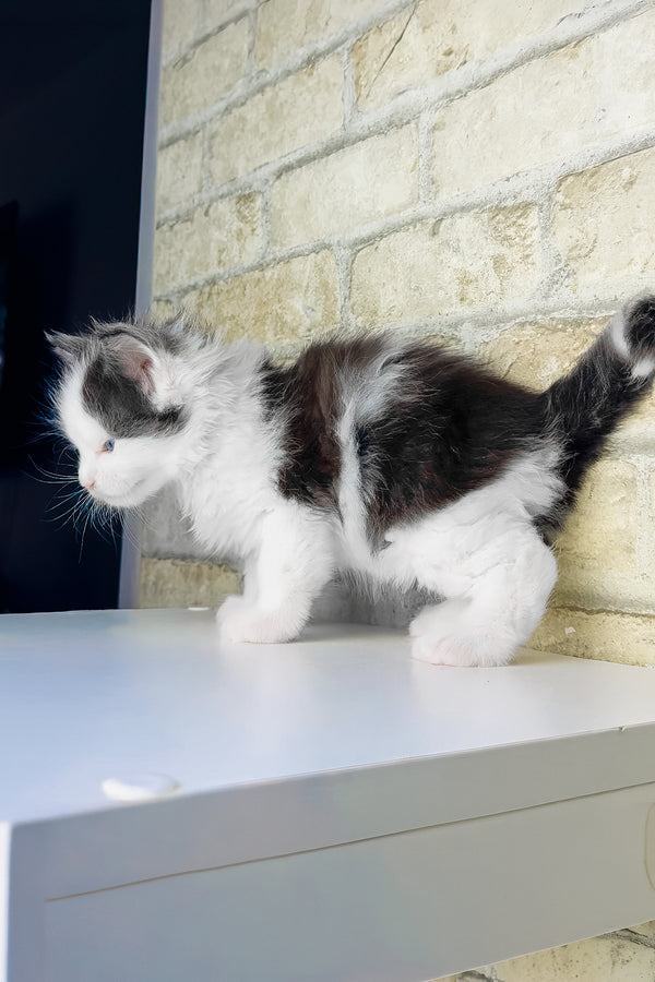 Skyler | Maine Coon Kitten
