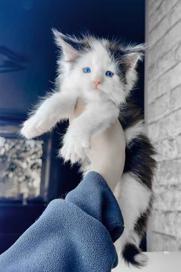 Skyler | Maine Coon Kitten