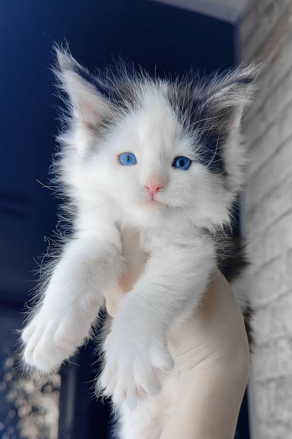 Skyler | Maine Coon Kitten