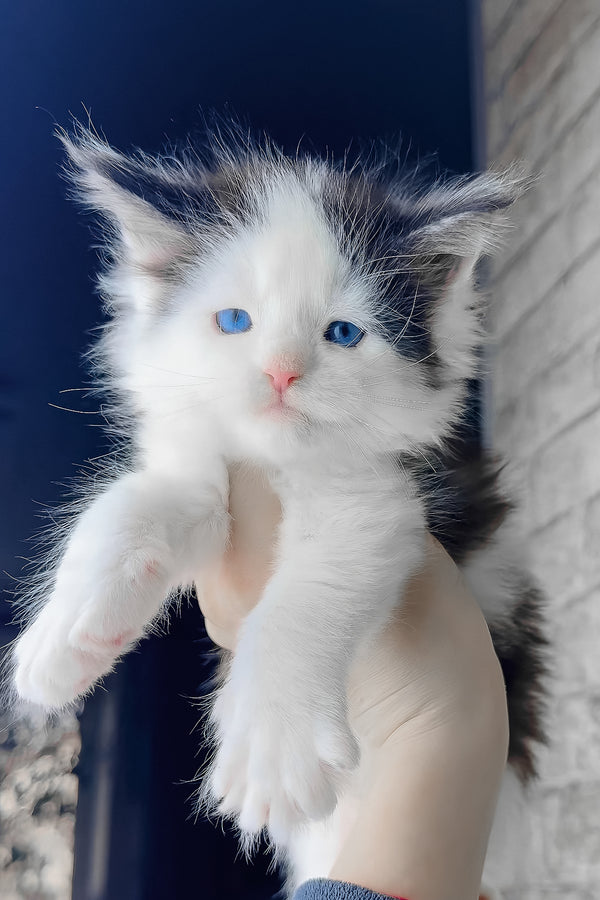 Skyler | Maine Coon Kitten