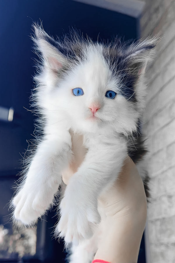Skyler | Maine Coon Kitten