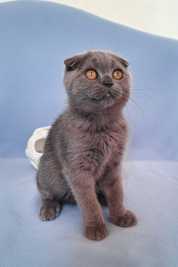 Slava | Scottish Fold Kitten