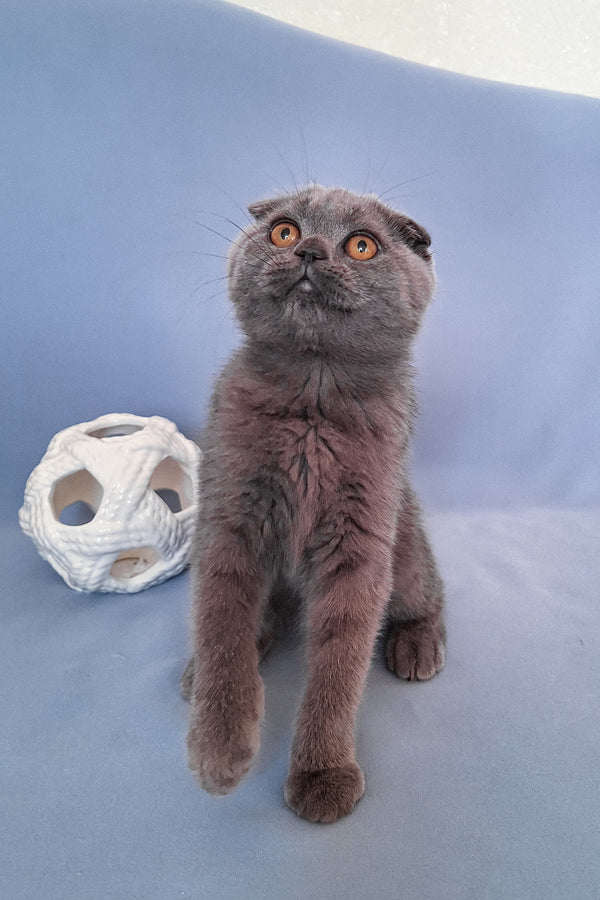 Slava | Scottish Fold Kitten