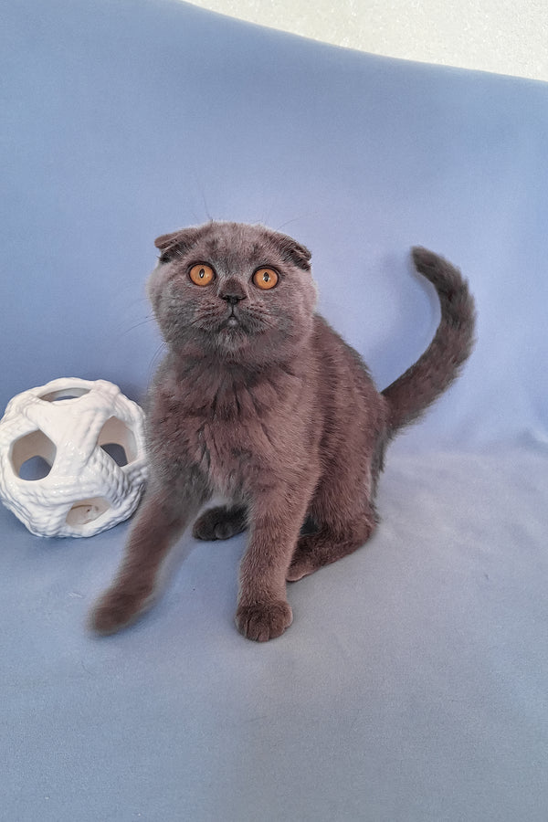 Slava | Scottish Fold Kitten