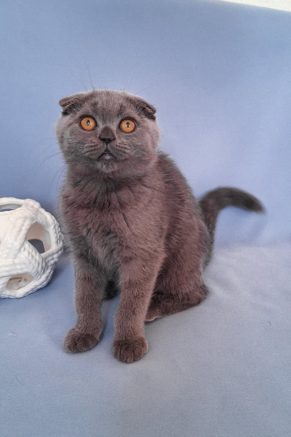 Slava | Scottish Fold Kitten