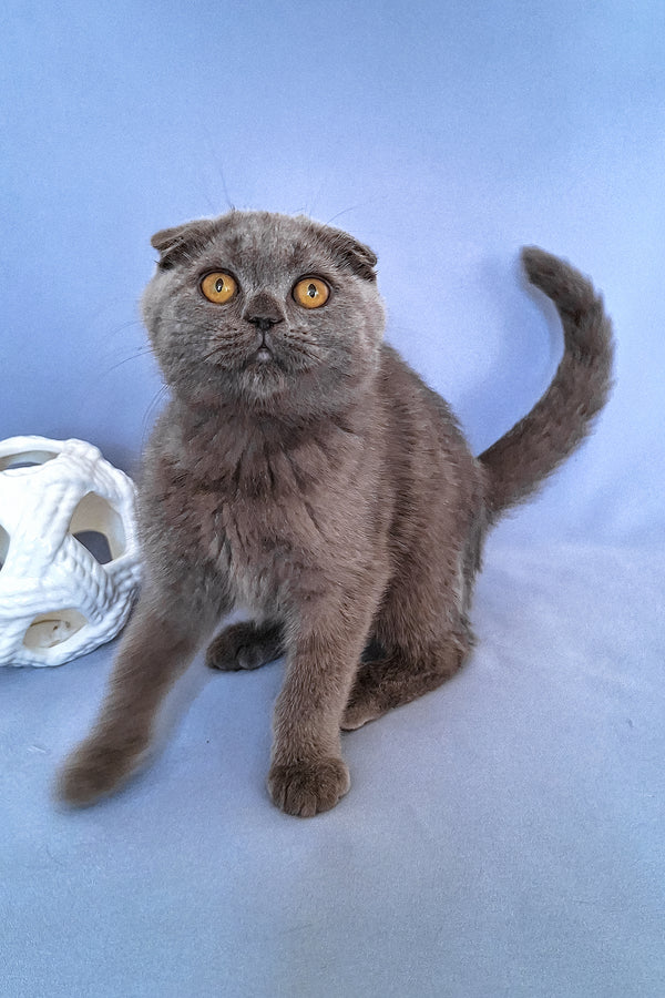 Slava | Scottish Fold Kitten