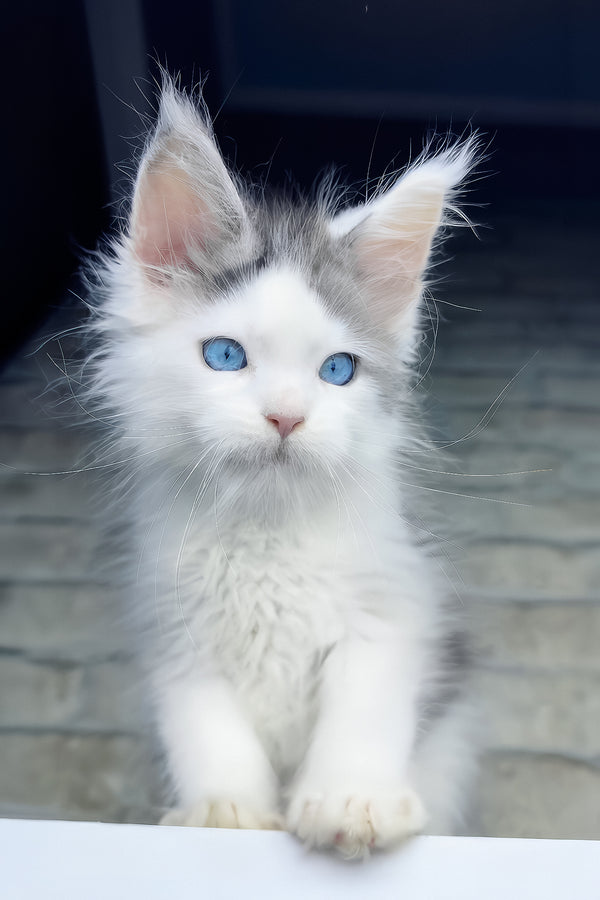 Smokey | Maine Coon Kitten