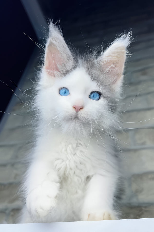 Smokey | Maine Coon Kitten