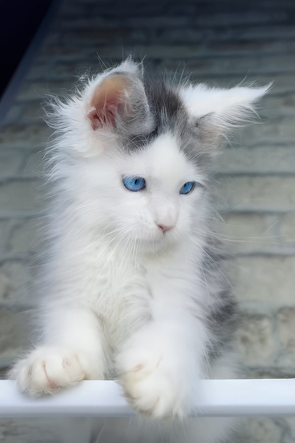 Smokey | Maine Coon Kitten