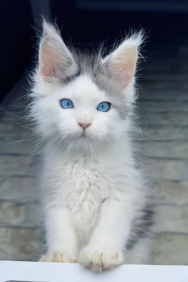 Smokey | Maine Coon Kitten