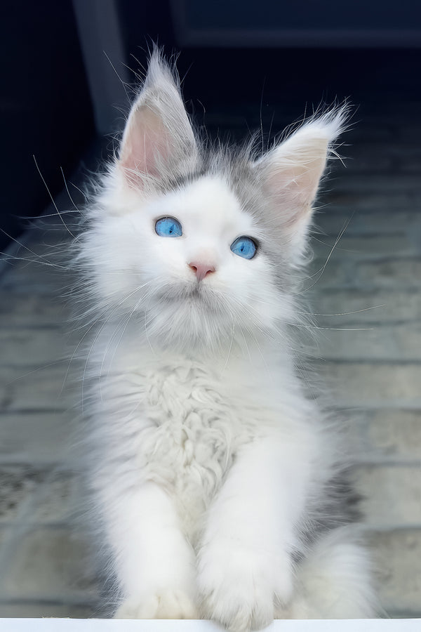 Smokey | Maine Coon Kitten