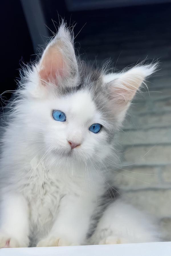 Smokey | Maine Coon Kitten