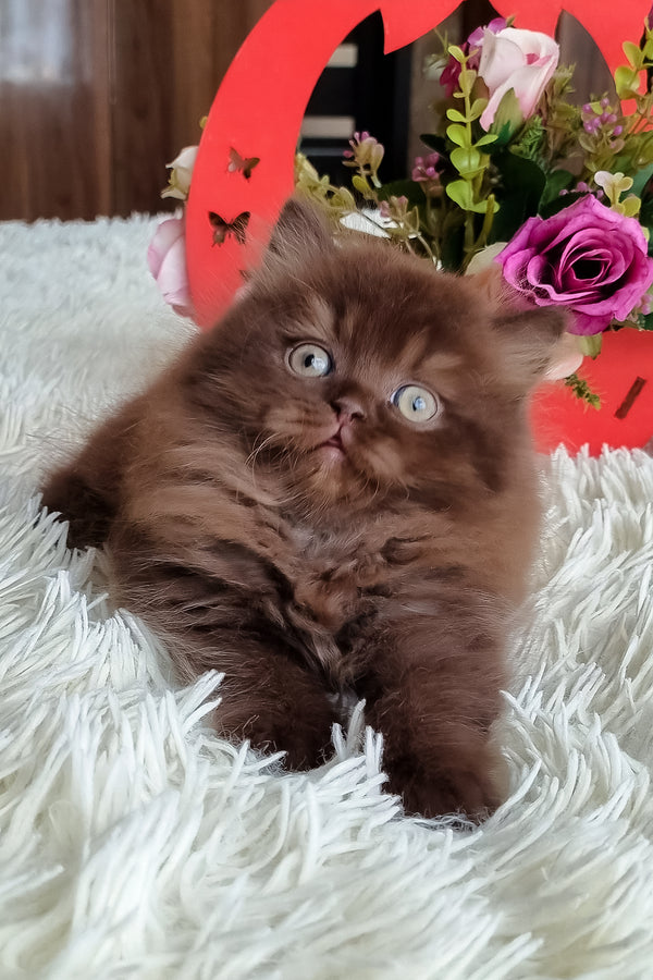 A british longhair kitten with a fluffy chocolate coat and striking blue eyes lounges on a white plush rug