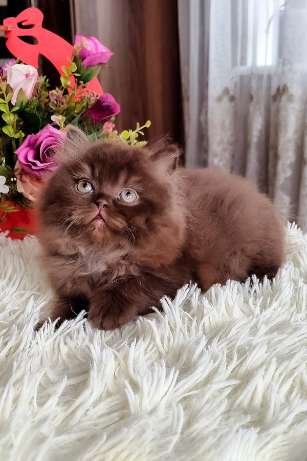 Smith british longhair kitten with a fluffy chocolate coat and striking green eyes sitting calmly