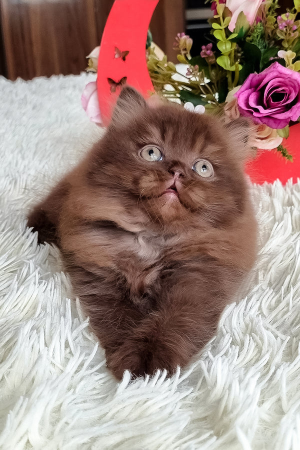 Smith british longhair kitten with fluffy chocolate coat and striking blue eyes sitting on a white textured rug