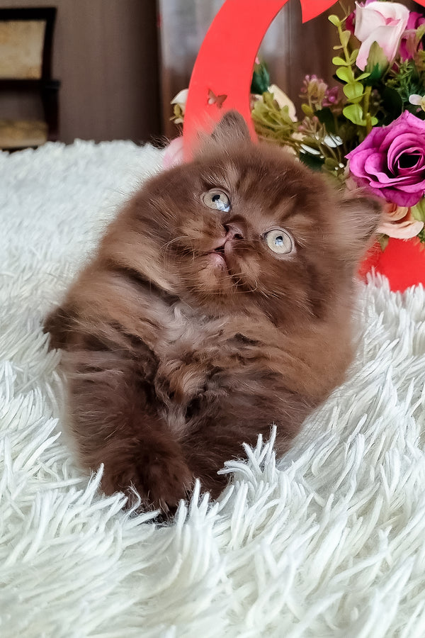 A british longhair kitten with a fluffy chocolate coat and striking blue eyes lounging on a white plush rug
